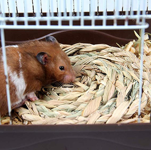Lit rond en herbe tissé à la main pour petits animaux de compagnie jouet à mâcher naturel pour hamster chinchilla furet - Product Image 3