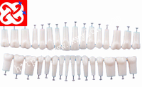 Modelo de dientes reemplazados para práctica de estudio, dientes de nisión