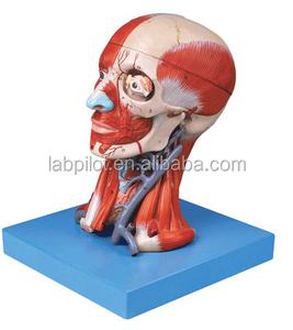 Y Tế Đầu Với Cơ Bắp Dây Thần Kinh Não Giải Phẫu 3D Giáo Dục Mô Hình - Product Image 2