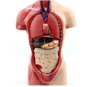 Modelo de torso humano de safebcorpo de alta qualidade com orgânicos internos