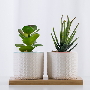 Commercio all'ingrosso Elegante Realistico Decorativo Set di 2 Artificiale Succulente Pianta <span class=keywords><strong>in</strong></span> Vaso di <span class=keywords><strong>Ceramica</strong></span> con di Bambù Stand - Product Image 6