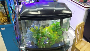 Acuario tropical Betta peces pequeños nano mini acuario Betta tanque + comida - Product Image 5
