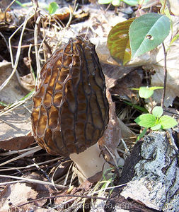 Detan Séchés Morilles Sauvages Rare Comestibles <span class=keywords><strong>Champignon</strong></span> - Product Image 2