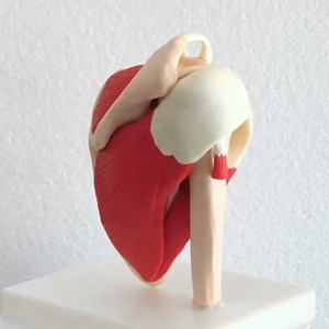 Modèle d'articulation de l'épaule humaine avec Muscle médical taille réelle articulation de l'épaule humaine avec <span class=keywords><strong>Muscles</strong></span> et Ligaments modèle anatomique - Product Image 5