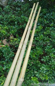 Poteaux durables en bambou Tonkin à paroi épaisse pour soutenir les plantes - Product Image 5