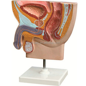 Modèle de section médiane du bassin masculin pour l'enseignement, modèle anatomique médical, structures anatomiques détaillées, biologie, PVC - Product Image 1