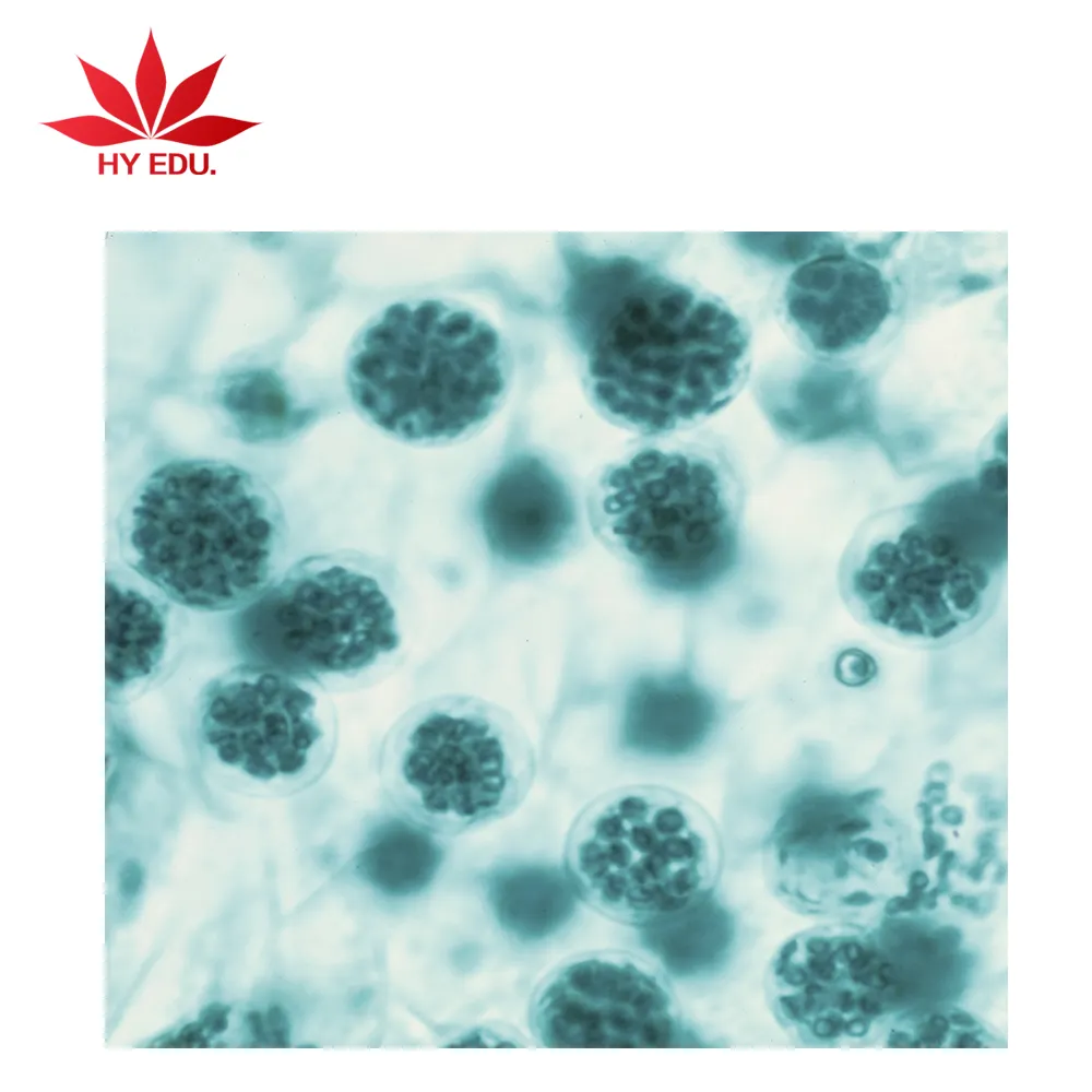 Индивидуальный спирогира W.M.(vegatative mass), изучение морских водорослей, биологический микроскоп для биологического лабораторного оборудования