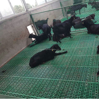 Equipo para Granjas Caprinas, Rejillas de Plástico para Cabras/Ovejas, Venta de Fábrica, Pisos de Plástico para Cabras, Pisos de Rejilla de Plástico para Ovejas