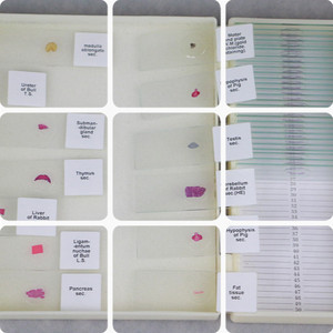 Portaobjetos de Vidrio de Alta Calidad para Enseñanza de Ciencias Médicas, Preparados con Hierbas Medicinales Chinas Lilium, a Bajo <span class=keywords><strong>Precio</strong></span> - Product Image 6