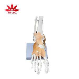 <span class=keywords><strong>Esqueleto</strong></span> humano de PVC con ligamento, tamaño Natural, articulación <span class=keywords><strong>del</strong></span> <span class=keywords><strong>tobillo</strong></span> - Product Image 3