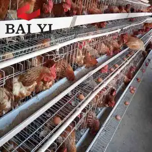 Cages pour henna, cellules à poulet utilisée pour la vente, nom des vignes de volaille, meilleure vente 2020