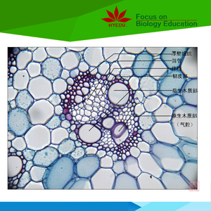 Directo de fábrica de la enseñanza y <span class=keywords><strong>el</strong></span> aprendizaje de 100 piezas botánica diapositivas preparadas - Product Image 2