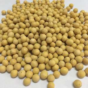 Bán Buôn Đậu Nành Đậu Nành Không Gmo Màu Vàng Trung Quốc - Product Image 2