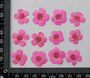 Настоящие сушеные прессованные цветы <span class=keywords><strong>Ranunculus</strong></span> Japonicus Buttercup - Product Image 5