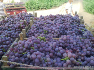 Industrial madre de uva quitar <span class=keywords><strong>la</strong></span> máquina para racimos precio de fábrica uva <span class=keywords><strong>vino</strong></span> fabricación - Product Image 2