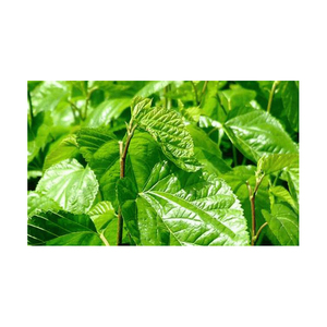 Chiết Xuất Từ Lá Morus Alba Cây Dâu Tằm Chất Lượng Cao - Product Image 5