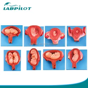 Modelos de gestação anatômica altamente detalhados, modelos de desenvolvimento de embryo grávida