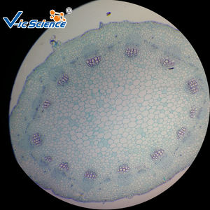 Microplaques Zea mays, Tige, t. s. <span class=keywords><strong>Microscope</strong></span> botanique diapositives préparées - Product Image 2