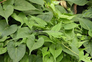 Порошок корня клубня флисового с Fo Ti/Heshouwu - Product Image 4