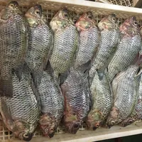냉동 거트 Scaled 깨끗한 열대 물고기 농장 틸라피아 물고기 판매