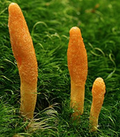 Cordyceps Sinensis en polvo Cordiceps Cordyceps Sinensis extracto en polvo