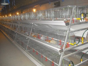 Un tipo de gallina jaula jaula de pollo gallinero los fabricantes que venden jaulas de pájaros karachi venta - Product Image 3