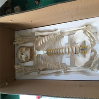 ADA BIX-A1001 - Esqueleto Humano de PVC de Tamaño Real (180 cm), Ensamblable, para Enseñanza y Uso Clínico, Modelo para Entrenamiento de Estudiantes