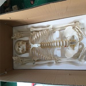 Mô hình bộ xương người A1001, kích thước thật 180cm, chất liệu PVC, có thể lắp ráp, dùng làm tài liệu giảng dạy, huấn luyện sinh viên. - Product Image 6