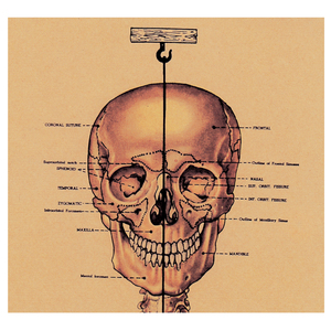 Tableau mural des sciences médicales personnalisable Tableau d'affichage de l'anatomie du squelette humain pour l'enseignement et la propagande - Product Image 2
