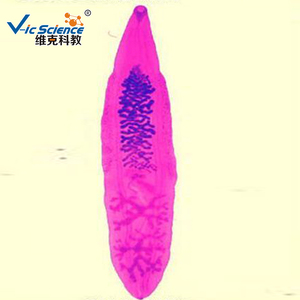 의학 과학 기생충학 현미경 슬라이드 기생충 표본 슬라이드 100개 현미경 표본 슬라이드 - Product Image 1
