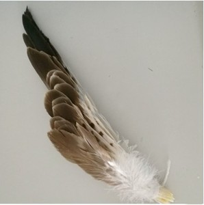 Bán Hot Big Rare <span class=keywords><strong>Eagle</strong></span> Tail Feather Cho Trang Phục Và Mũ Nón - Product Image 3