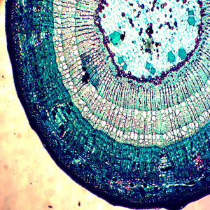 Microscoop Meiose Slides Mobiele Biologie Genetica Plantkunde Voorbereid Slides Op Koop Voorbereid Slides - Product Image 4