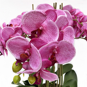 Nuovo vero tocco Phalaenopsis orchidea Bonsai orchidea artificiale con vaso vero tocco fiori vaso orchidea <span class=keywords><strong>per</strong></span> la decorazione - Product Image 4