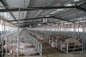 Bán Chuồng Lợn Mang Thai - Product Image 5