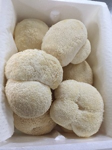 Detan fresco <span class=keywords><strong>hericium</strong></span> <span class=keywords><strong>erinaceus</strong></span> para compradores de setas - Product Image 5