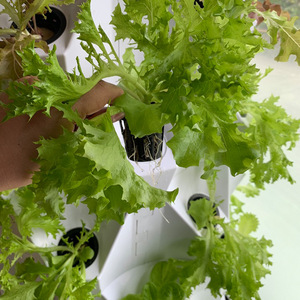 Sistema de Torre de Cultivo Hidropónico <span class=keywords><strong>Vertical</strong></span> de Múltiples Niveles, Diseño Moderno para Jardín Interior, Balcón y Cultivo en Pequeñas Granjas - Product Image 4