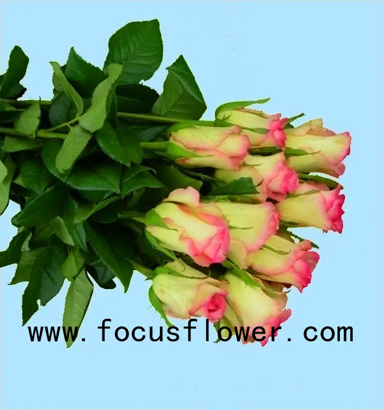 Fleurs coupées fraîches colombie rose fleur seule tige hopeshow avec 20 tiges/faisceau dans 60-80 cm longueur