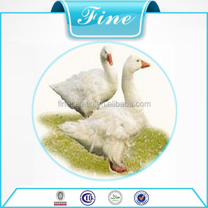 Mejor sabor alimentación animal ddgs / proteína en polvo - Product Image 5