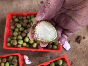 <span class=keywords><strong>Fresca</strong></span> y dulce litchi - Product Image 3