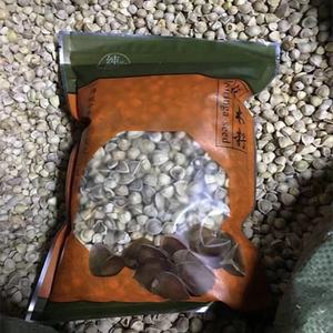 Mẫu miễn phí pkm2 hạt giống Moringa hạt giống bột xuất khẩu chất lượng Moringa hạt giống trong túi bao bì - Product Image 3