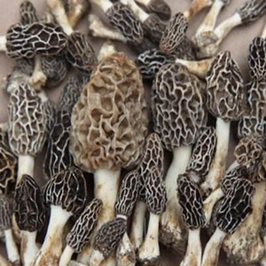 Mantar kurutulmuş siyah Morels mantar satışı Morel, kurutulmuş mantar tutmak serin kuru yer ekili meyve vücut kahverengi, siyah ve