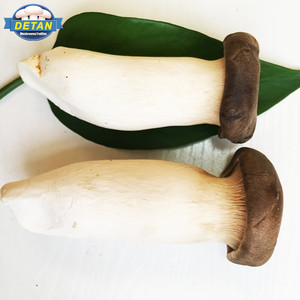 Detan Frais <span class=keywords><strong>Pleurotus</strong></span> <span class=keywords><strong>Eryngii</strong></span> Champignons - Product Image 1