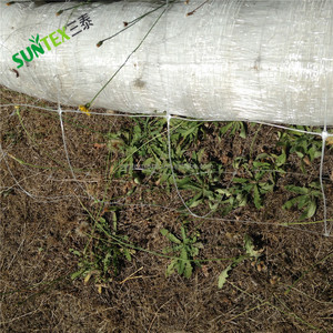 Filet de soutien <span class=keywords><strong>pour</strong></span> plantes de 15*15 cm, maille en plastique solide <span class=keywords><strong>pour</strong></span> plantes grimpantes, filet de grimpement <span class=keywords><strong>pour</strong></span> plantes grimpantes de couleur verte - Product Image 4