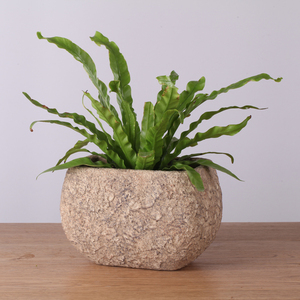 Stile rustico logo personalizzato <span class=keywords><strong>per</strong></span> interni esterni decorazione da giardino <span class=keywords><strong>in</strong></span> <span class=keywords><strong>cemento</strong></span> vaso di fiori stampi <span class=keywords><strong>per</strong></span> la vendita - Product Image 3