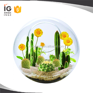 Plantes de <span class=keywords><strong>terrarium</strong></span> à vendre, <span class=keywords><strong>terrarium</strong></span> en verre, petit <span class=keywords><strong>terrarium</strong></span> - Product Image 1