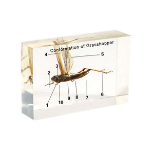 Gelsonlab HSBS-040 Akrilik Uygunluğu Çekirge Numune gömülü biyolojik örnekler - Product Image 1