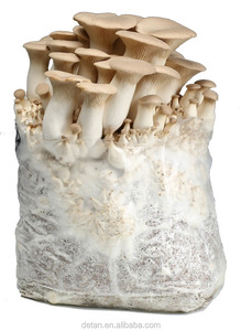Detan eryngiiキノコ<span class=keywords><strong>mycelium</strong></span>販売 - Product Image 5