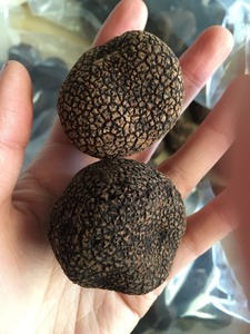 Detan <span class=keywords><strong>salvaje</strong></span> trufas negro para la venta - Product Image 5