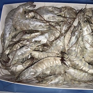 Camarón blanco, camarón, Vannamei, <span class=keywords><strong>precio</strong></span> del <span class=keywords><strong>gambas</strong></span> - Product Image 5