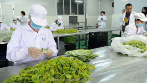 Trái Cây sấy khô, khô <span class=keywords><strong>kiwi</strong></span>, <span class=keywords><strong>kiwi</strong></span> <span class=keywords><strong>berry</strong></span> - Product Image 3